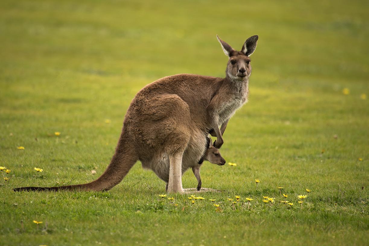 Lure Bed And Breakfast Normanville Exterior photo